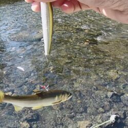 石田川でアユイング、釣れるが小さい